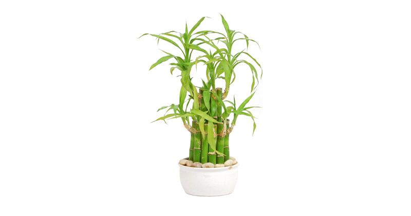 ไผ่กวนอิมเล็ก