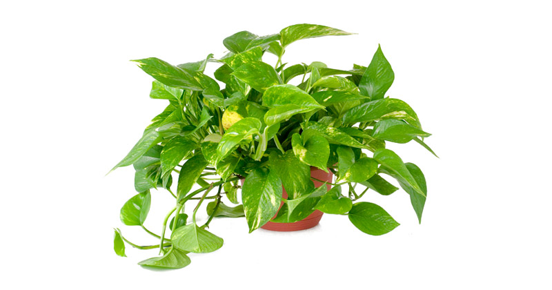 พลูด่าง